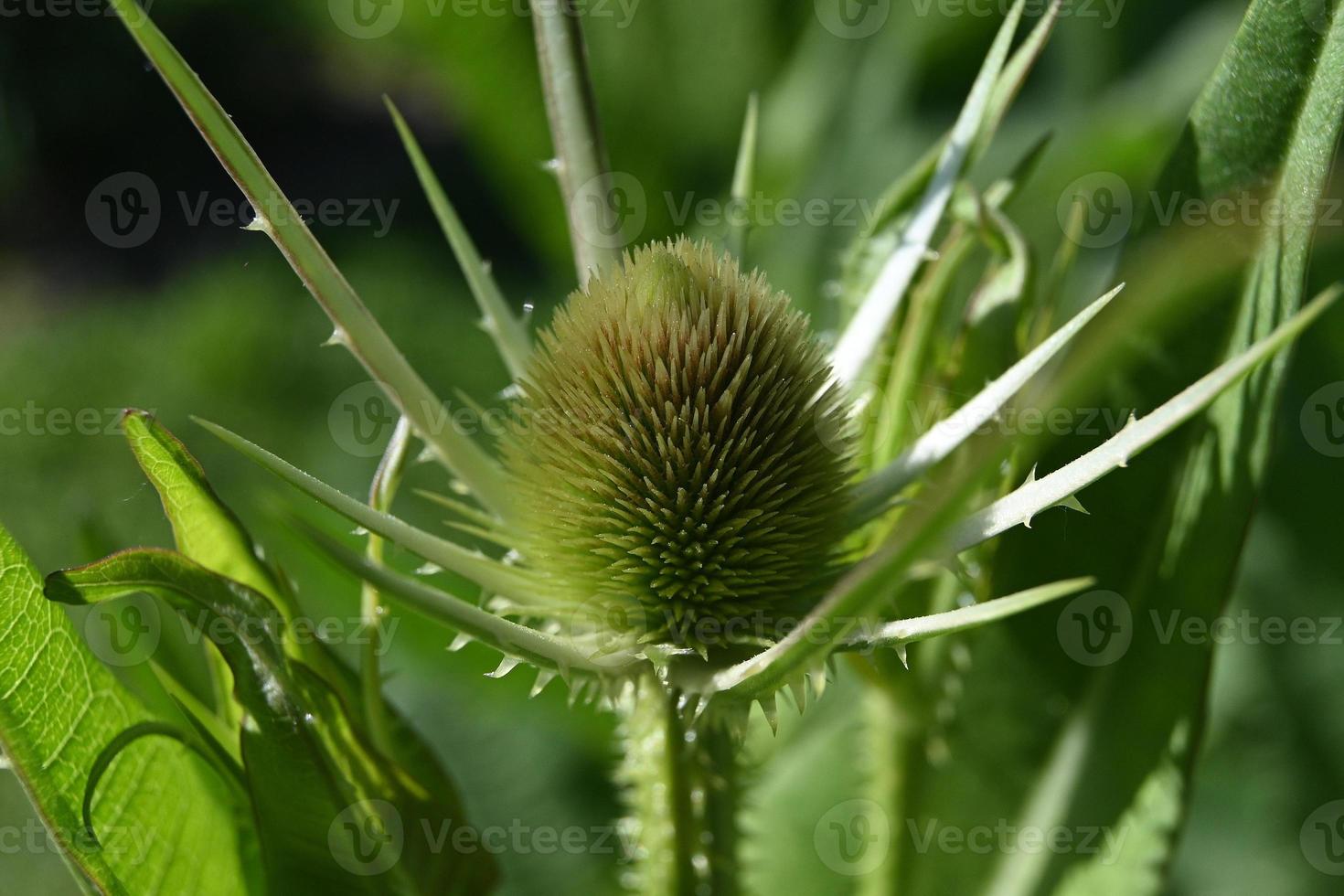 bourgeon d'une plante de prairie bisannuelle photo