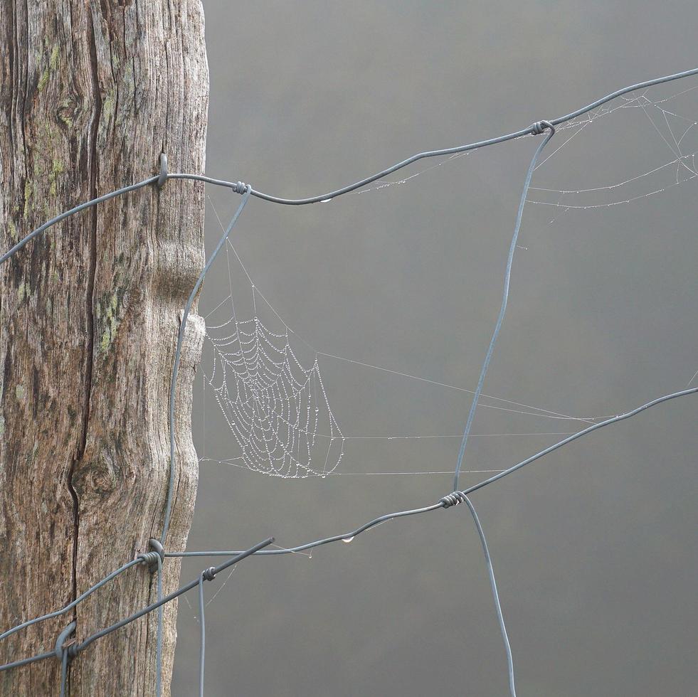 toile d'araignée sur la clôture en fil de fer barbelé dans la nature photo