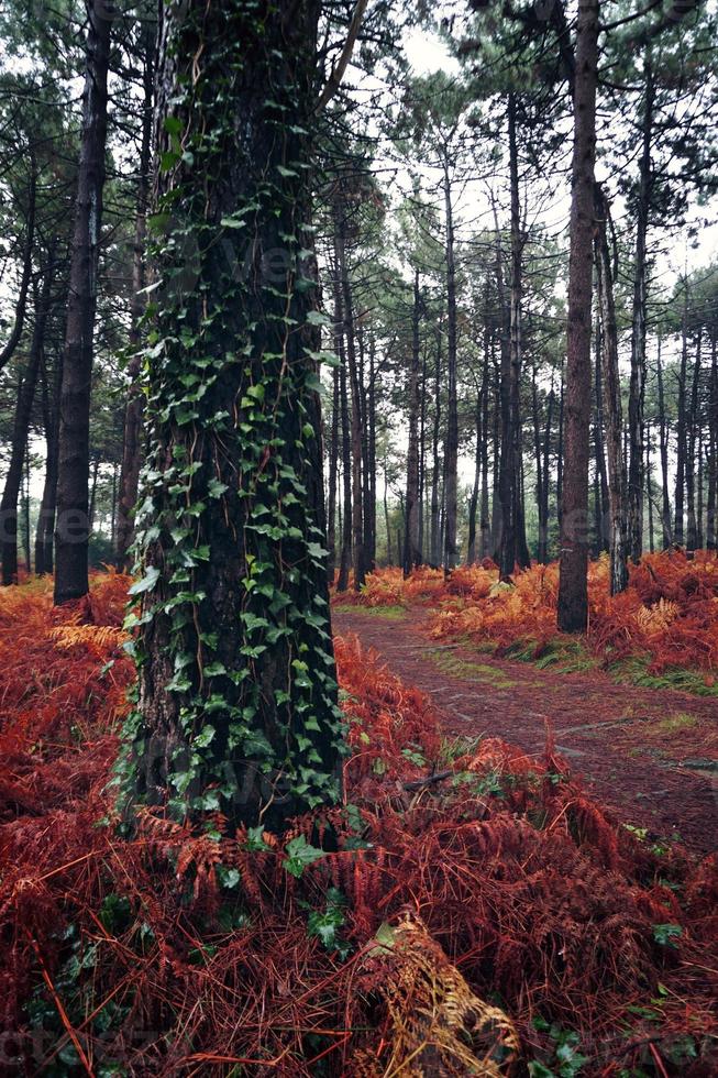 arbres dans la forêt dans la nature en automne photo