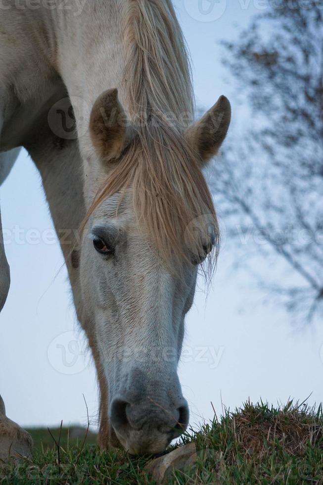 beau portrait de cheval blanc dans le pré photo