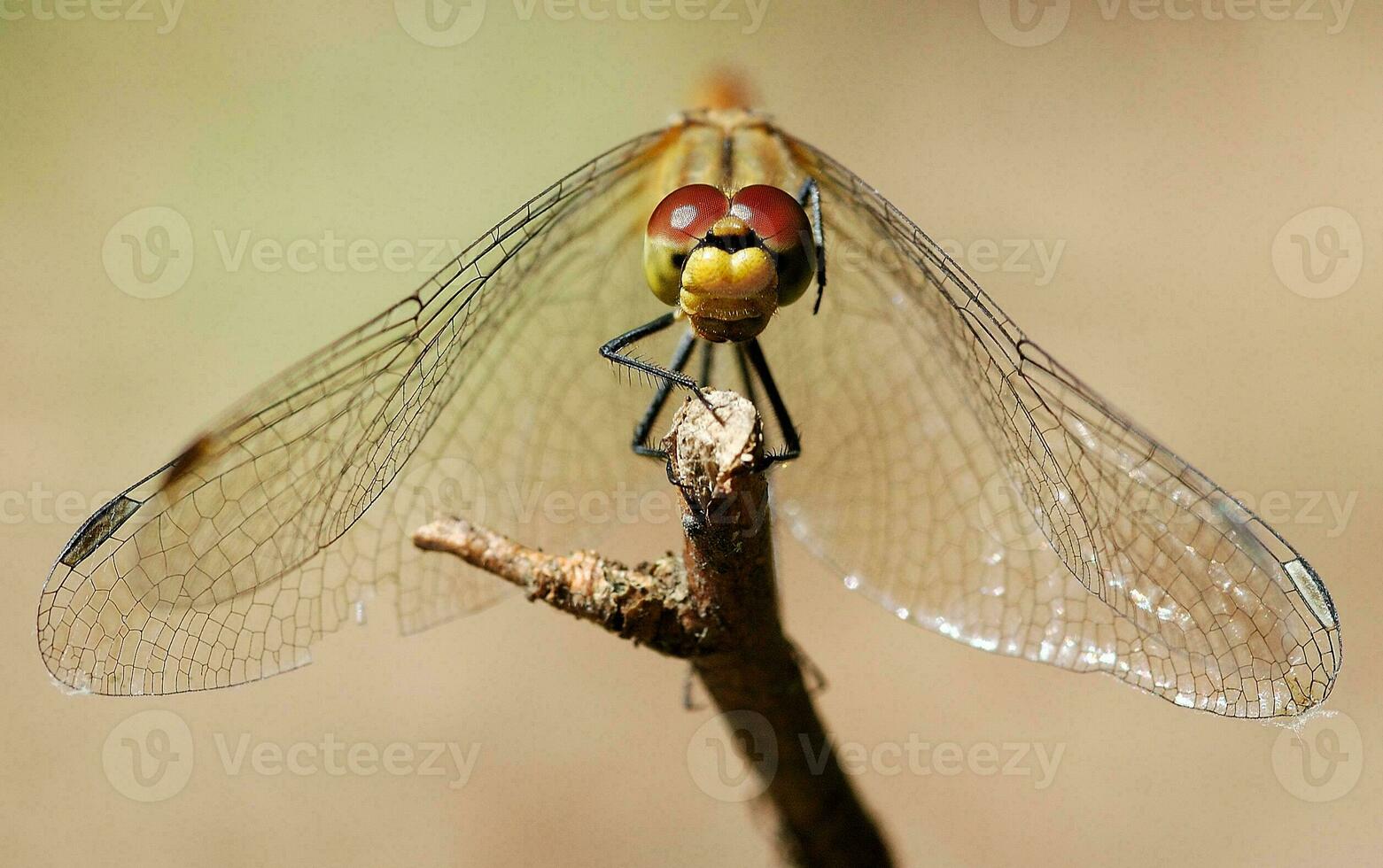 libellule sur une branche dans fermer sur une beige lisse Contexte photo