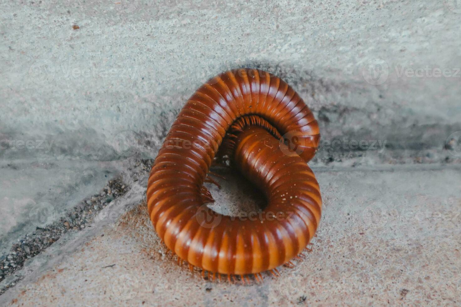 une rouge mille-pattes recourbé en haut sur le ciment sol. photo