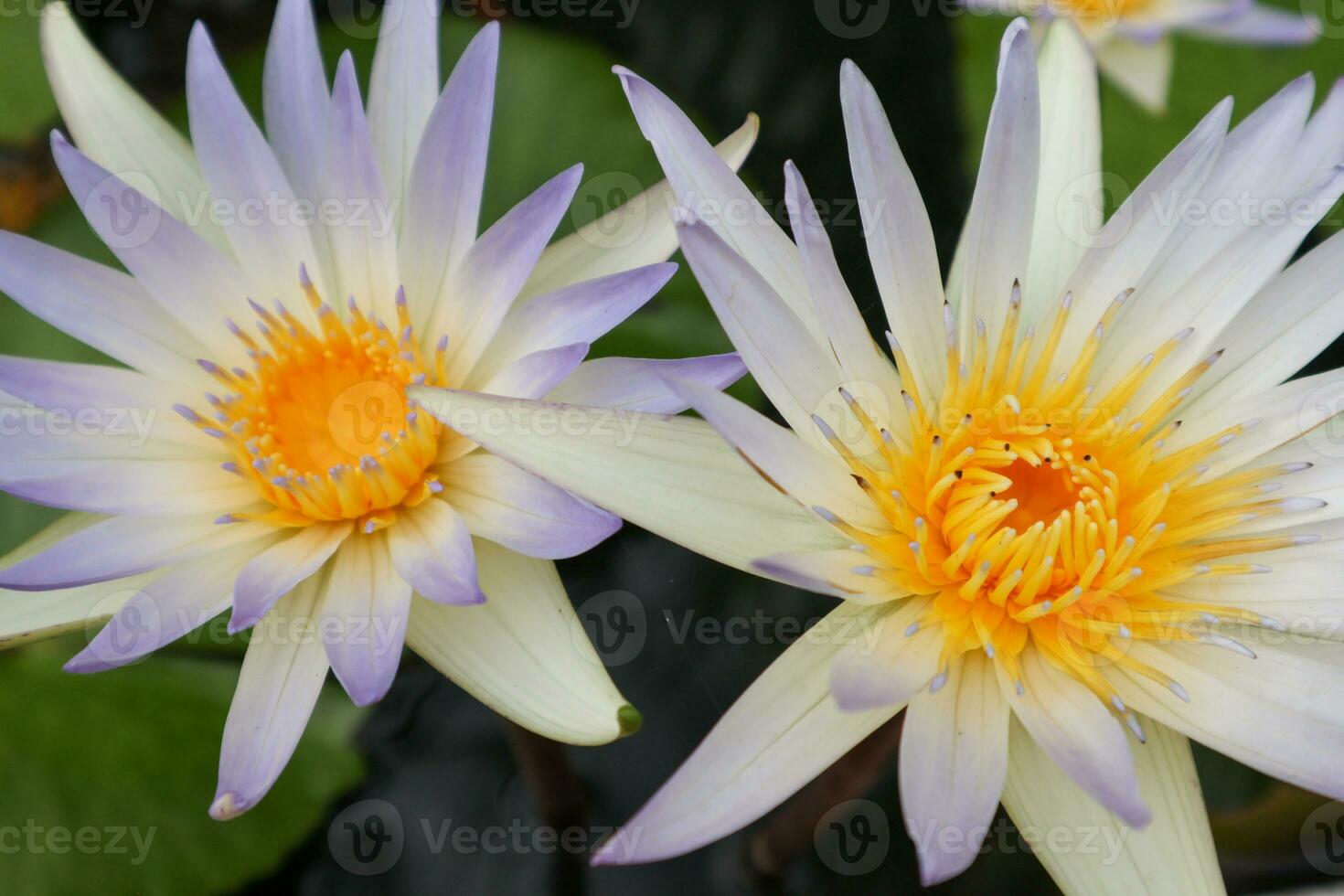 lotus fleurs épanouissement dans le étang, fermer de photo