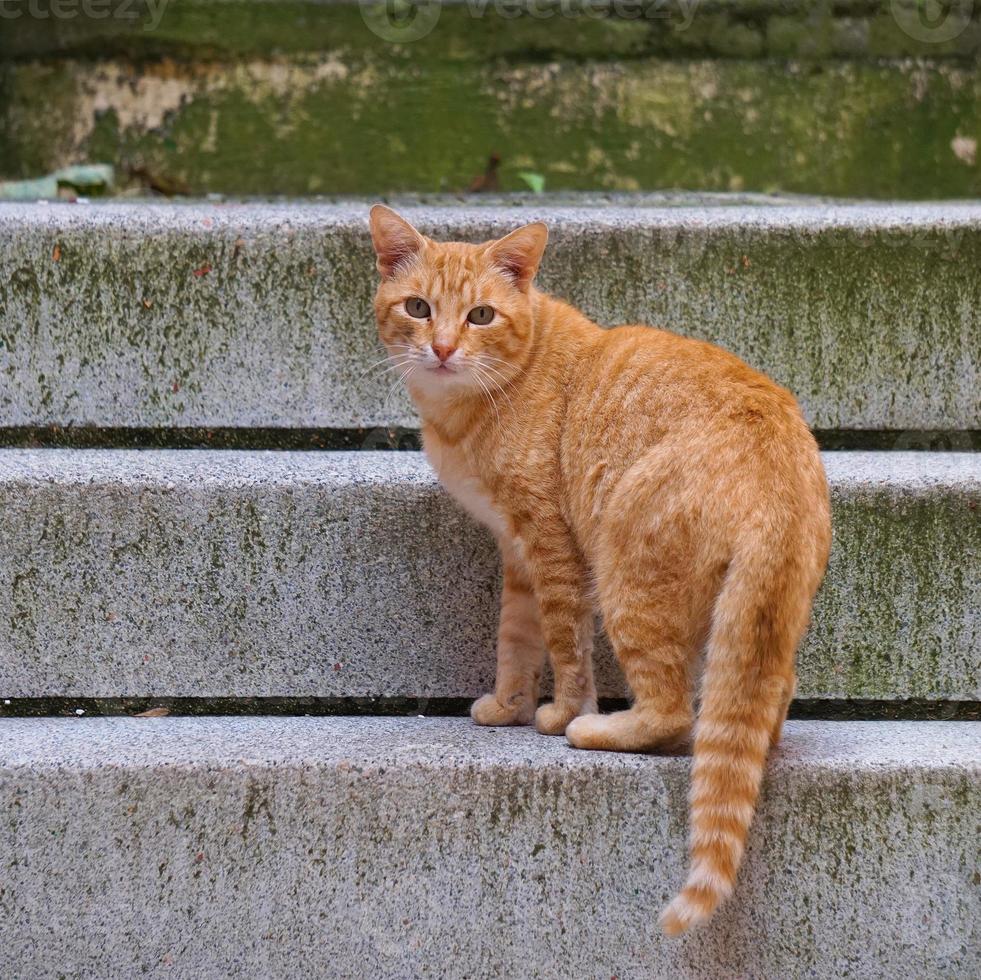 beau portrait de chat errant brun dans la rue photo