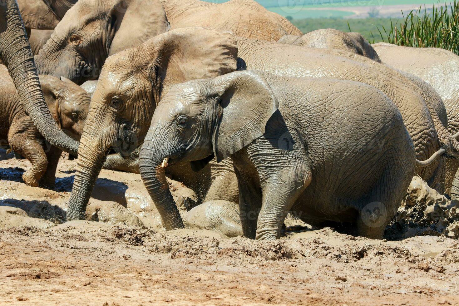 éléphants dans ajouter nationale parc, Sud Afrique photo