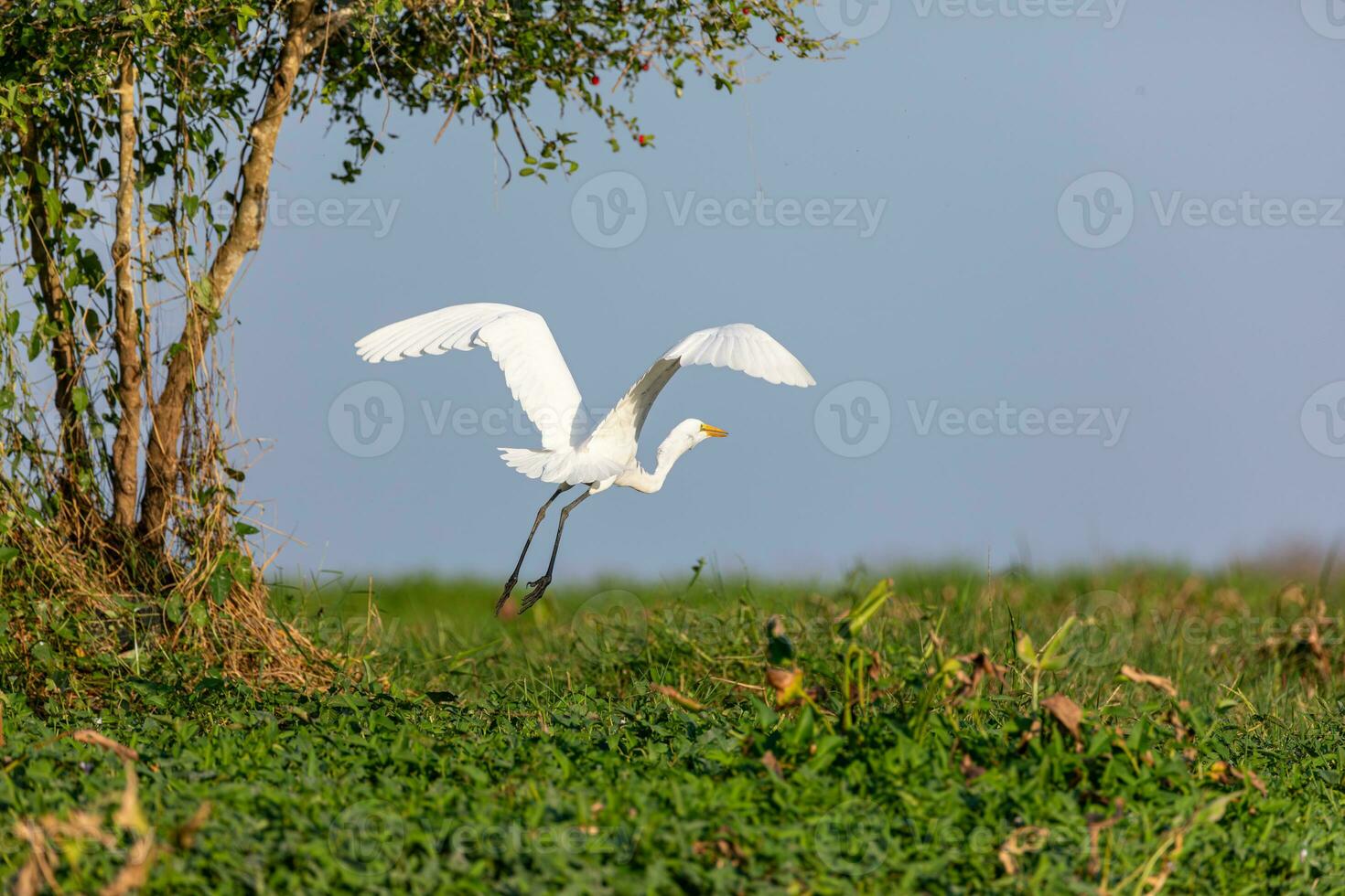 génial aigrette dans mompox Colombie photo