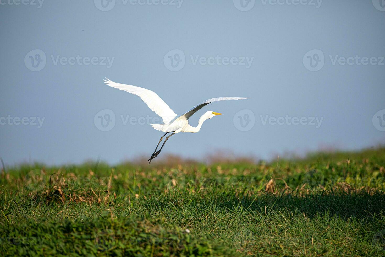 génial aigrette dans mompox Colombie photo