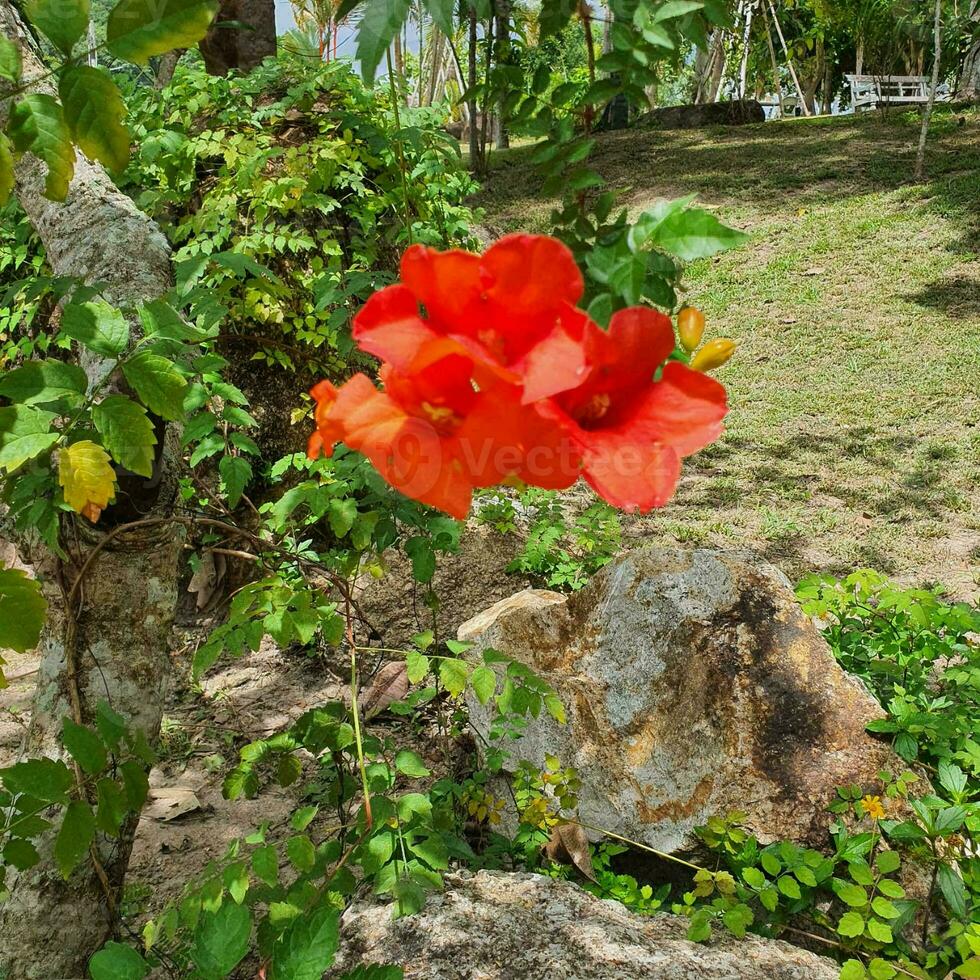 petit fleurs et vert feuilles dans tropical des pays photo