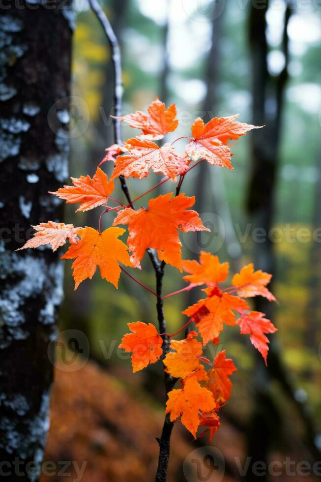 feuilles en changeant Couleur dans forêt photo