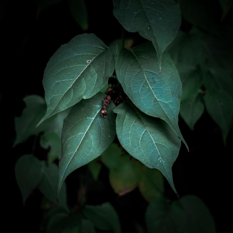 feuilles de plantes vertes dans le jardin au printemps photo