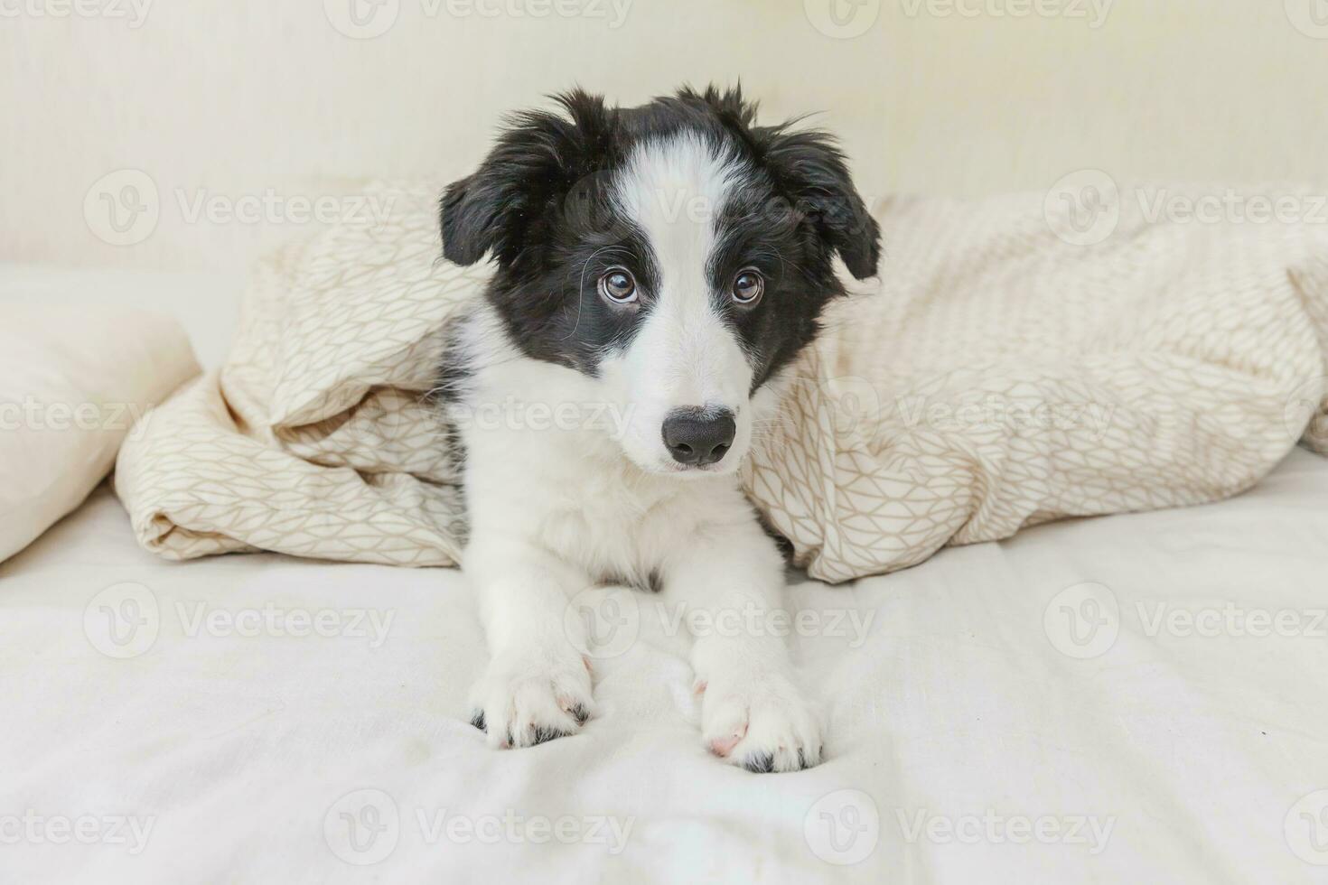 Funny portrait of cute smilling puppy dog border collie au lit à la maison photo