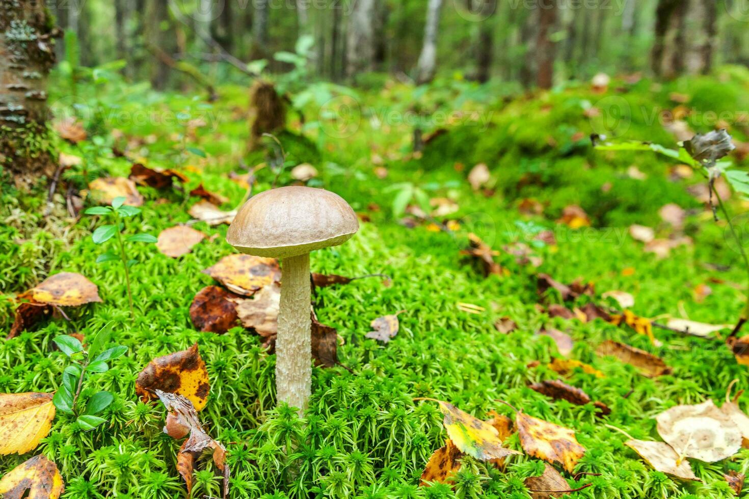 comestible petit champignon marron casquette penny chignon leccinum dans mousse l'automne forêt Contexte. champignon dans le Naturel environnement. gros champignon macro proche en haut. inspirant Naturel été ou tomber paysage. photo