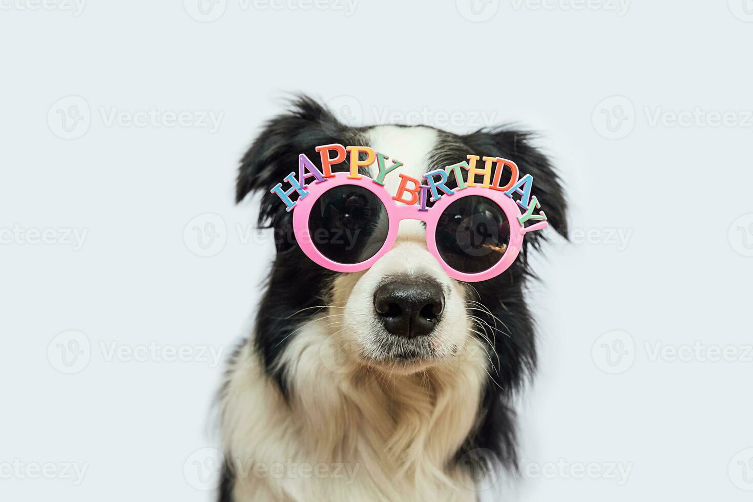 content anniversaire fête concept. marrant mignonne chiot chien frontière colley portant anniversaire idiot lunettes isolé sur blanc Contexte. animal de compagnie chien sur anniversaire journée. préparation pour faire la fête. photo