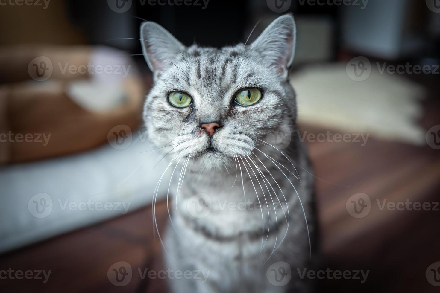 un chat british shorthair à francfort photo