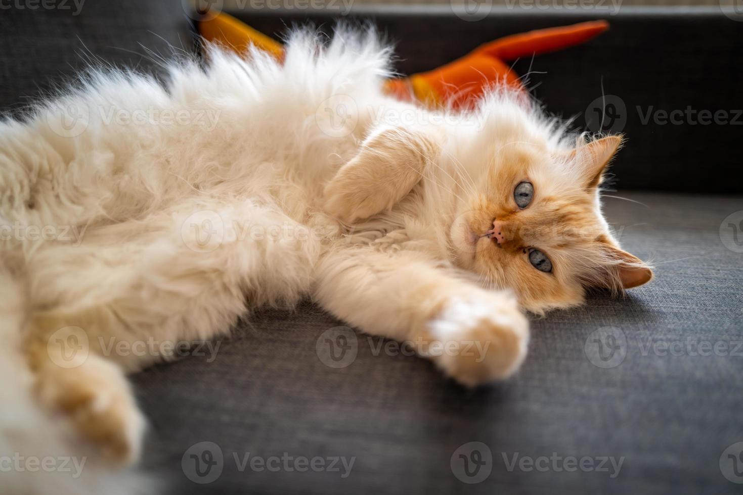 un mignon chat sacré de Birmanie photo