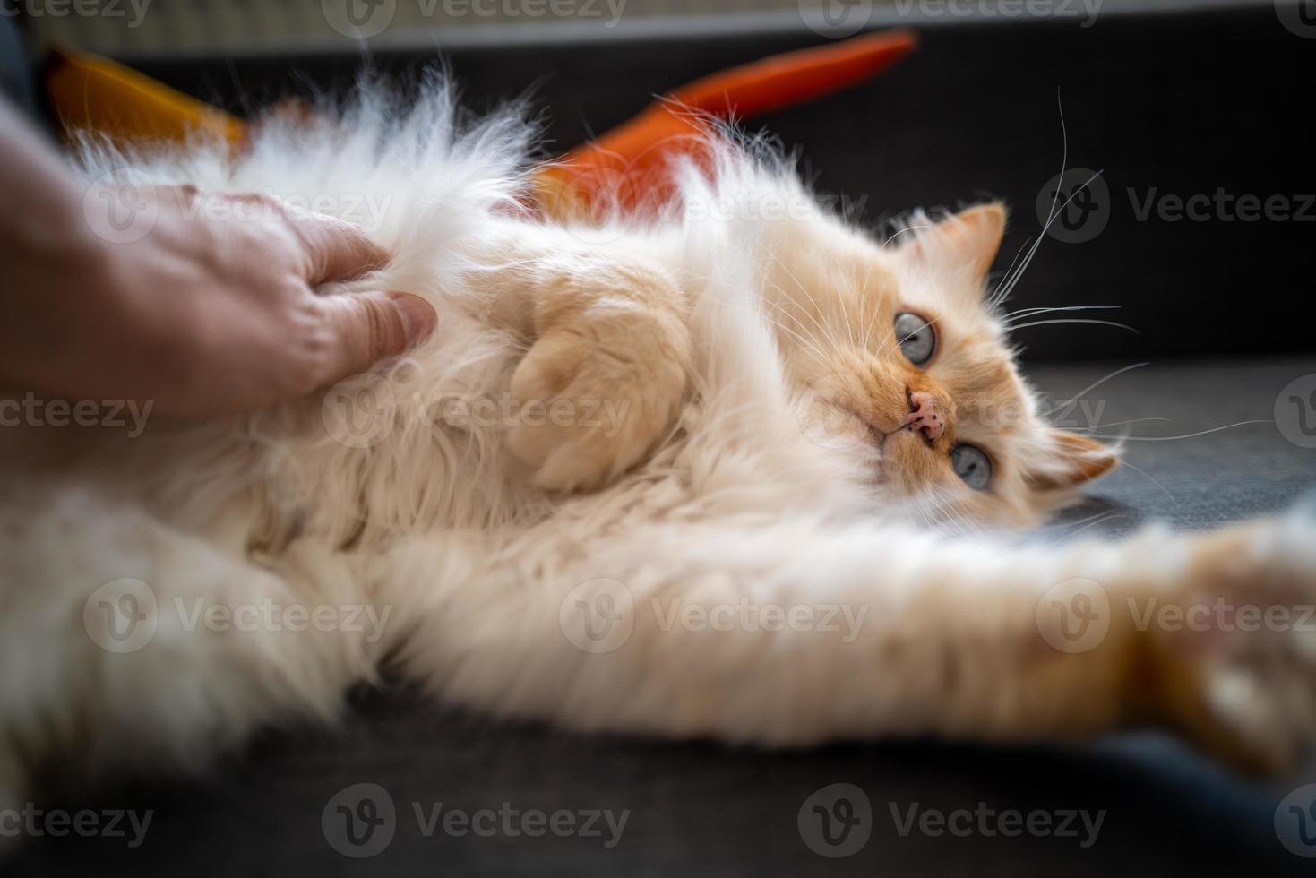 un mignon chat sacré de Birmanie photo