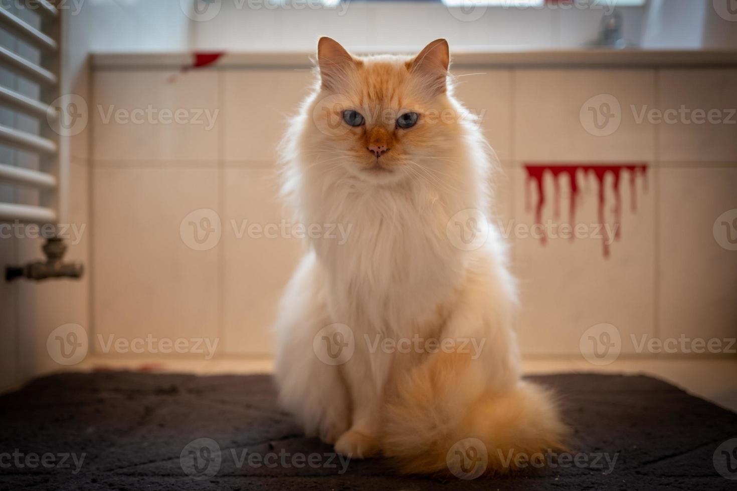 photo d'intérieur du chat sacré de Birmanie