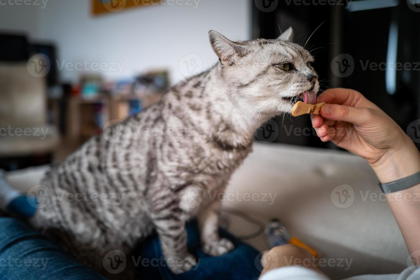 un joli chat british shorthair se nourrissant photo