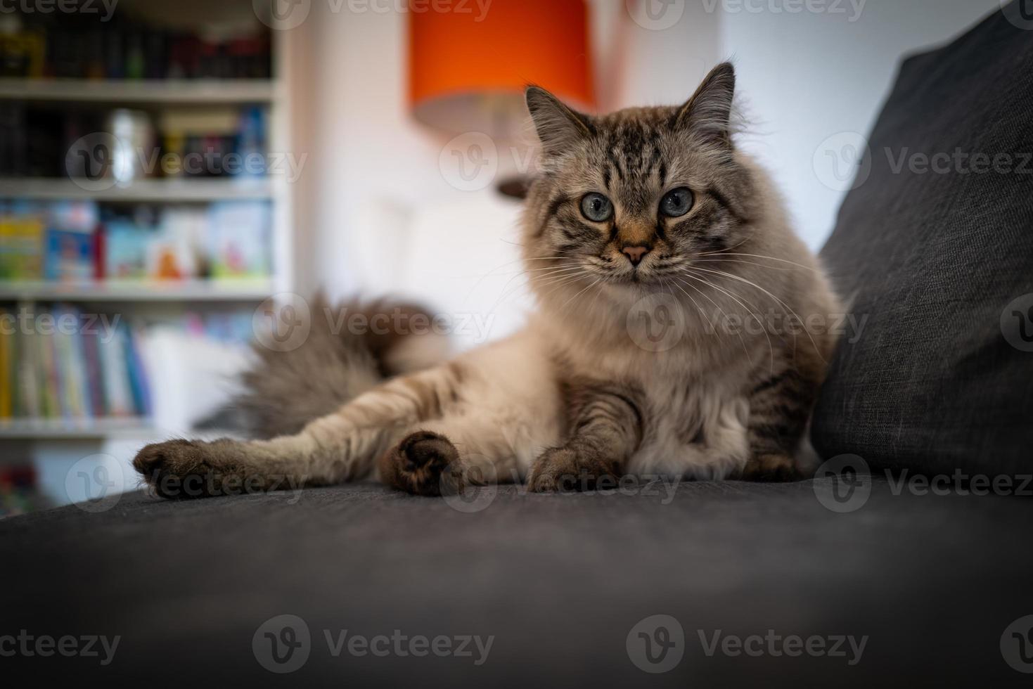 un mignon chat sacré de Birmanie photo