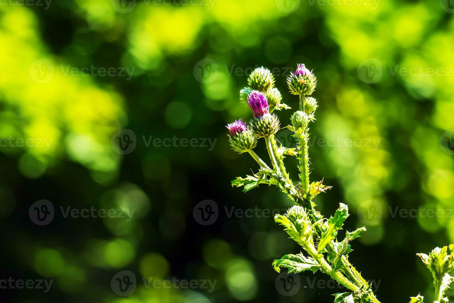 une violet carduus acanthoïde fleur. aussi connu comme une épineux sans plume chardon. photo