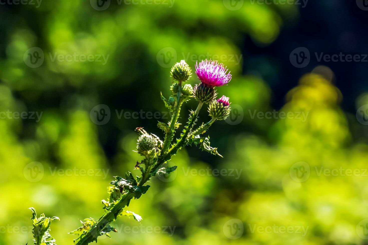 une violet carduus acanthoïde fleur. aussi connu comme une épineux sans plume chardon. photo