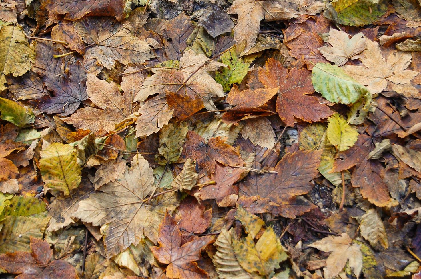 feuilles d'automne de la forêt photo