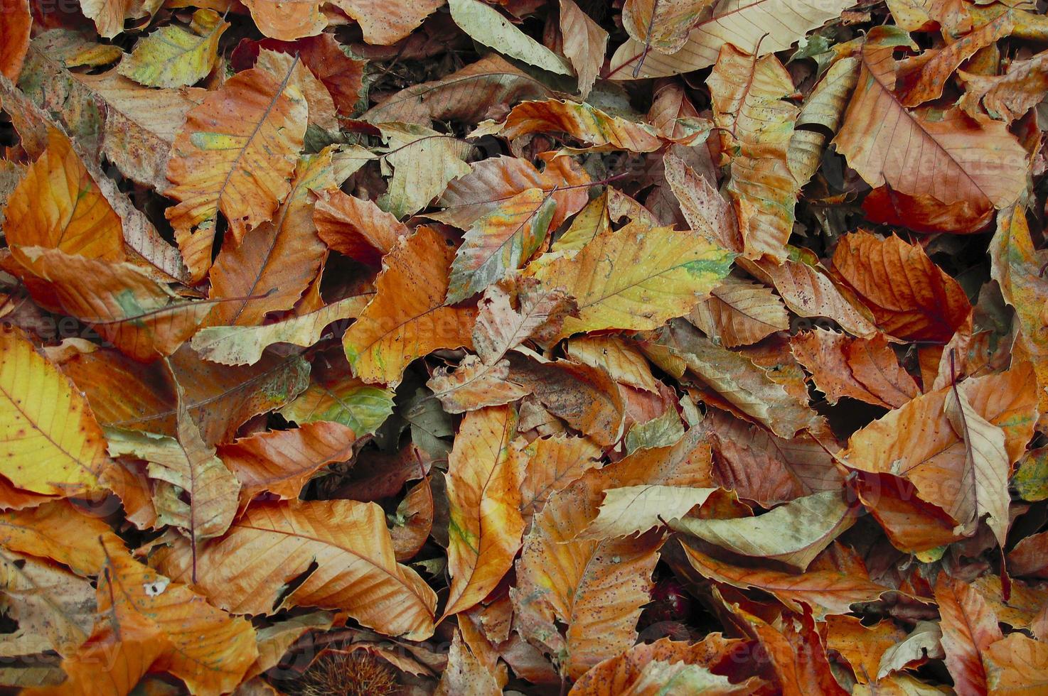 motif de feuilles d'automne photo