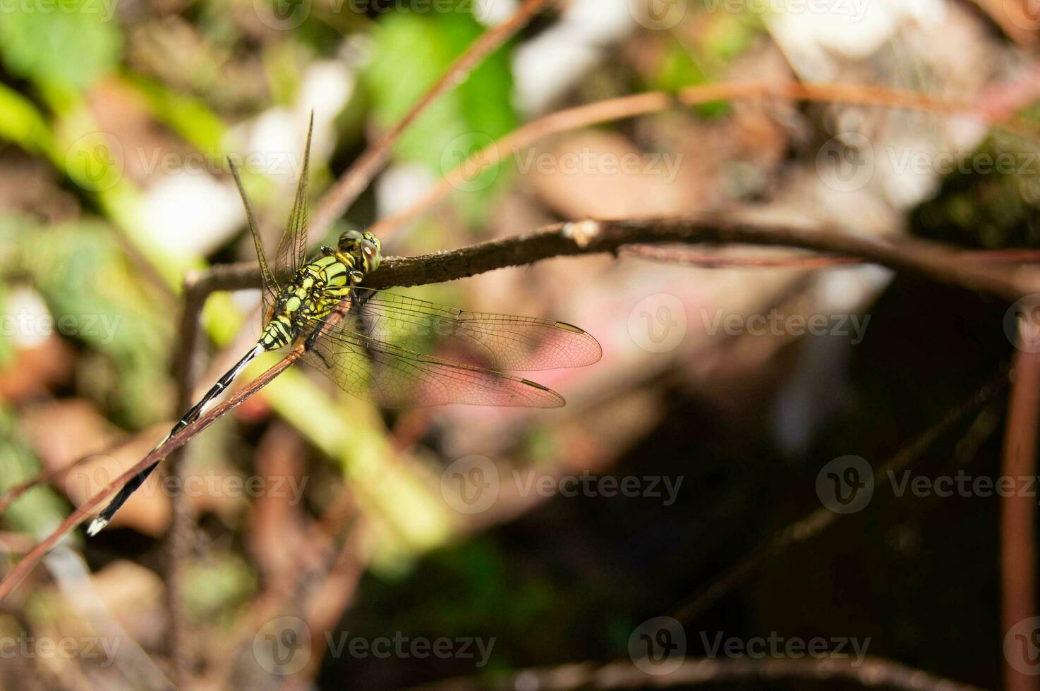 libellules perché et se prélasser sur sec tiges photo