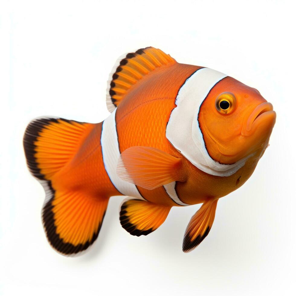 un Orange et blanc pitre poisson isolé photo