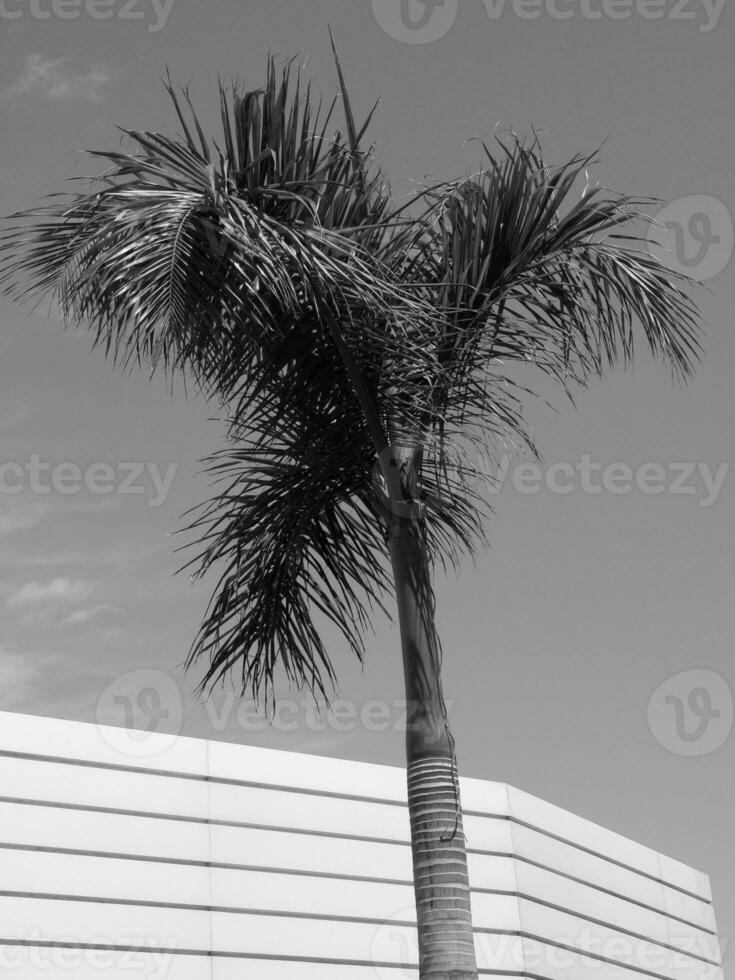 teneriffe île dans Espagne photo