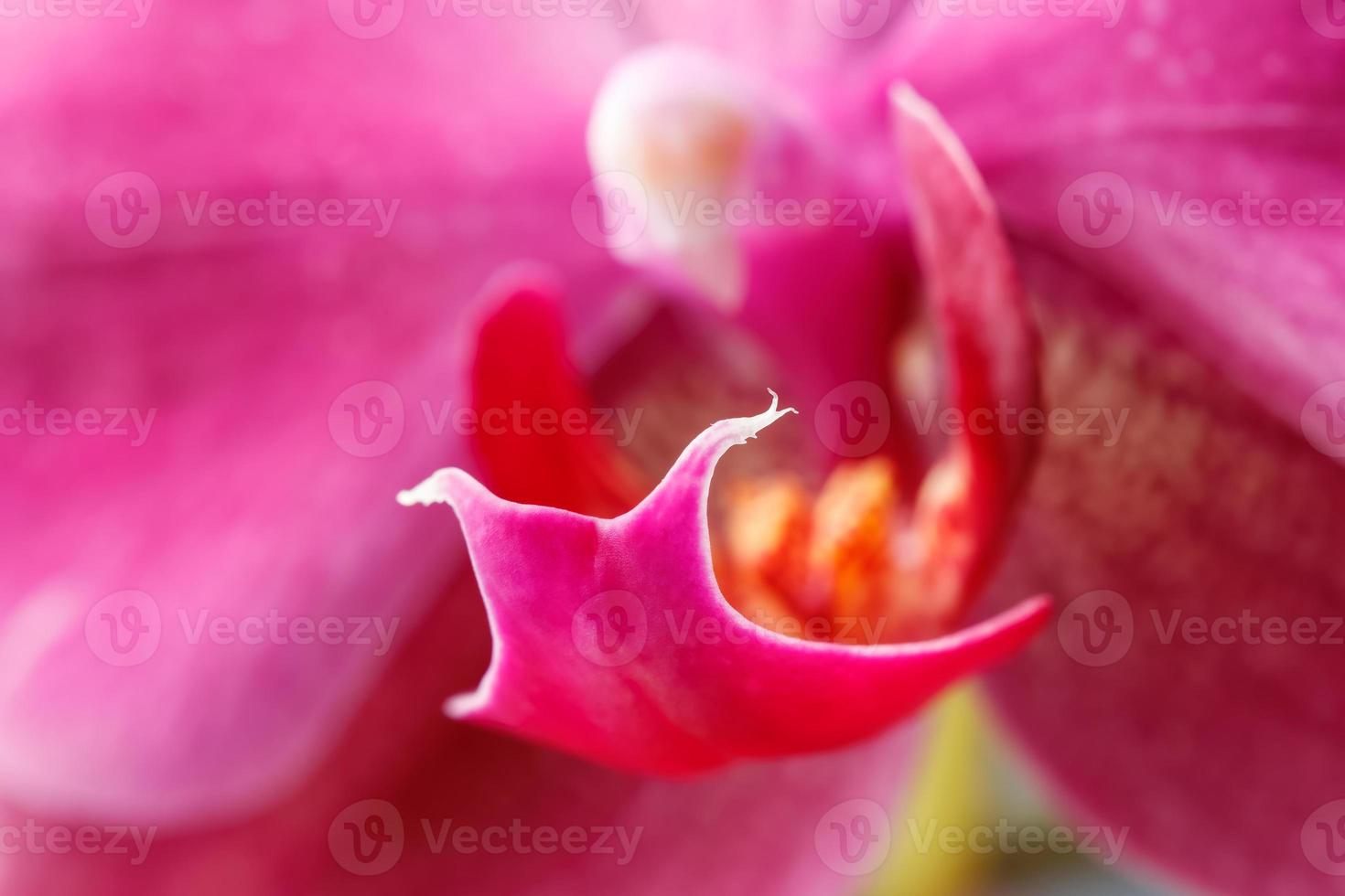 gros plan de fleur d'orchidée photo