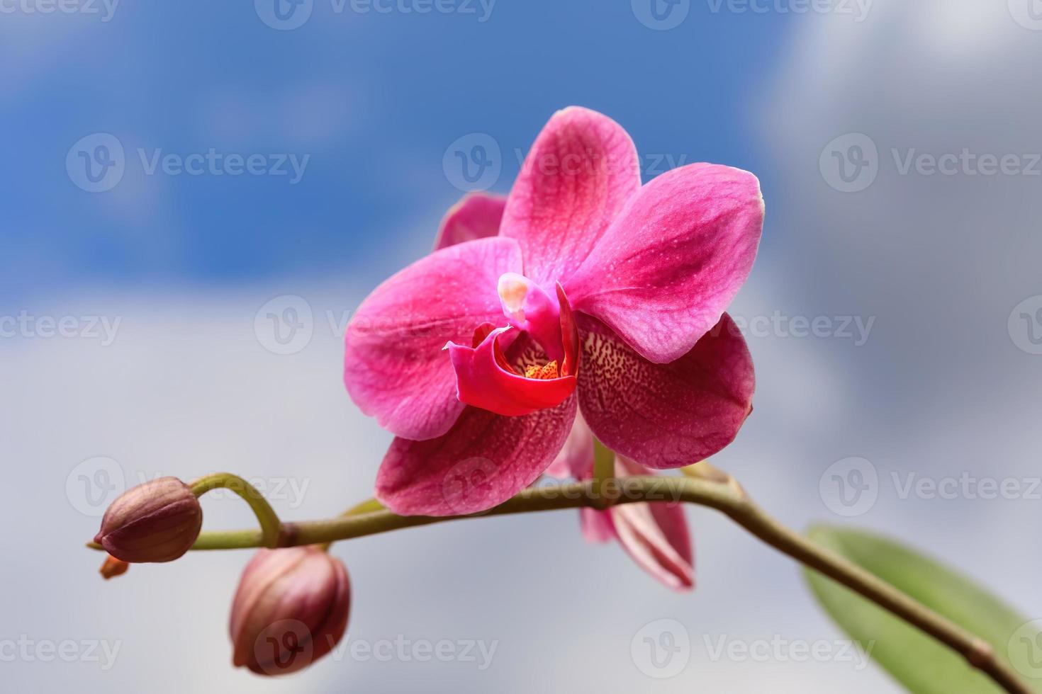 gros plan de fleur d'orchidée photo