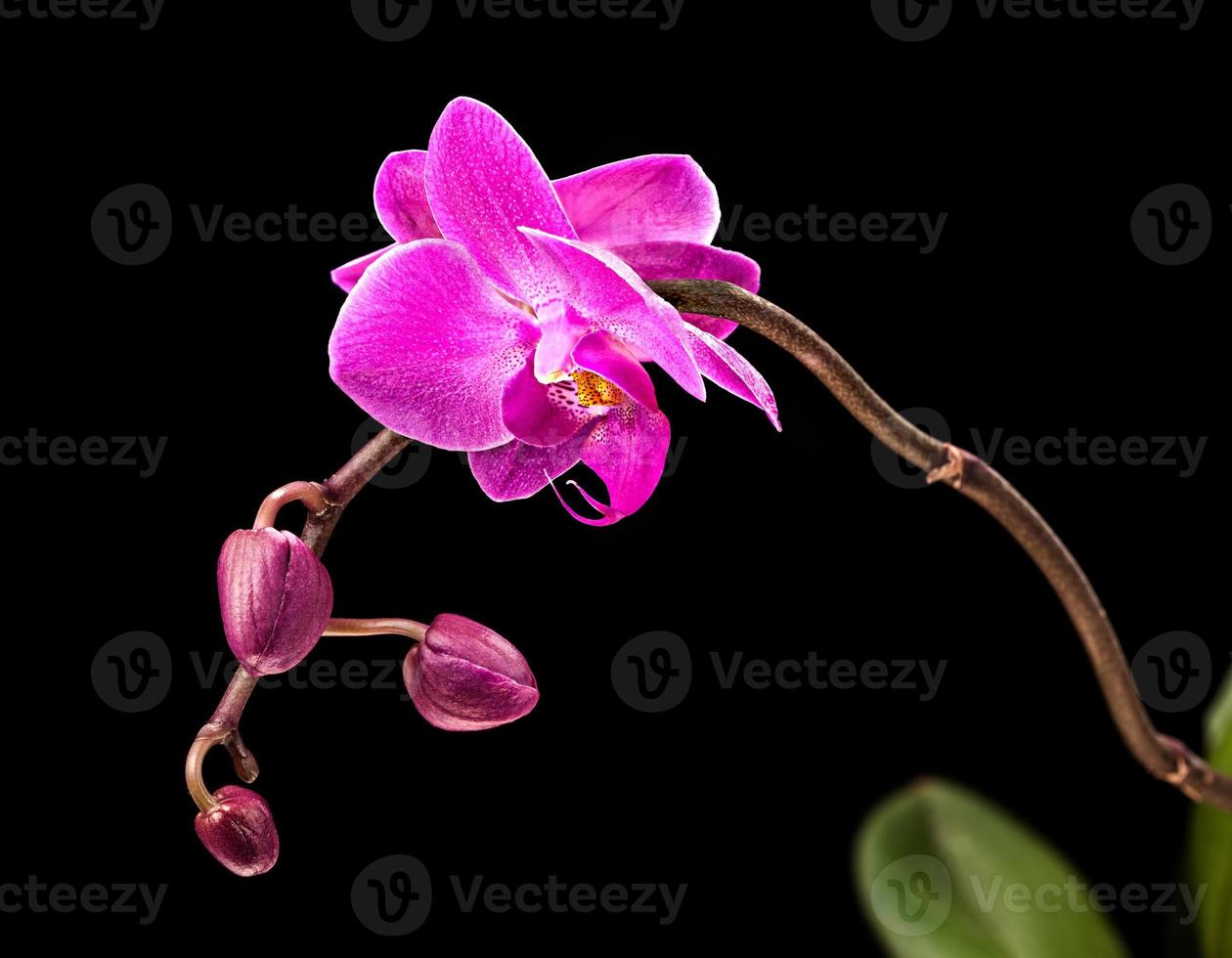 orchidée rose sur fond noir photo