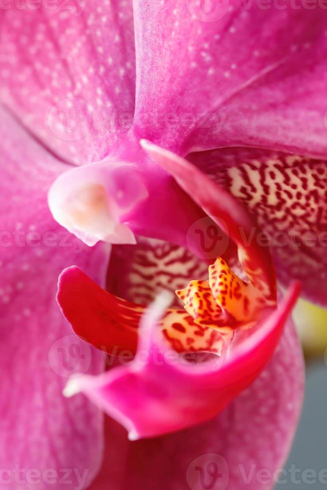 gros plan de fleur d'orchidée photo