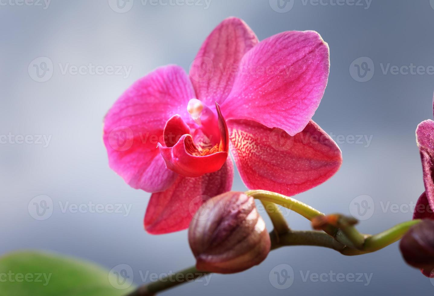 gros plan de fleur d'orchidée photo