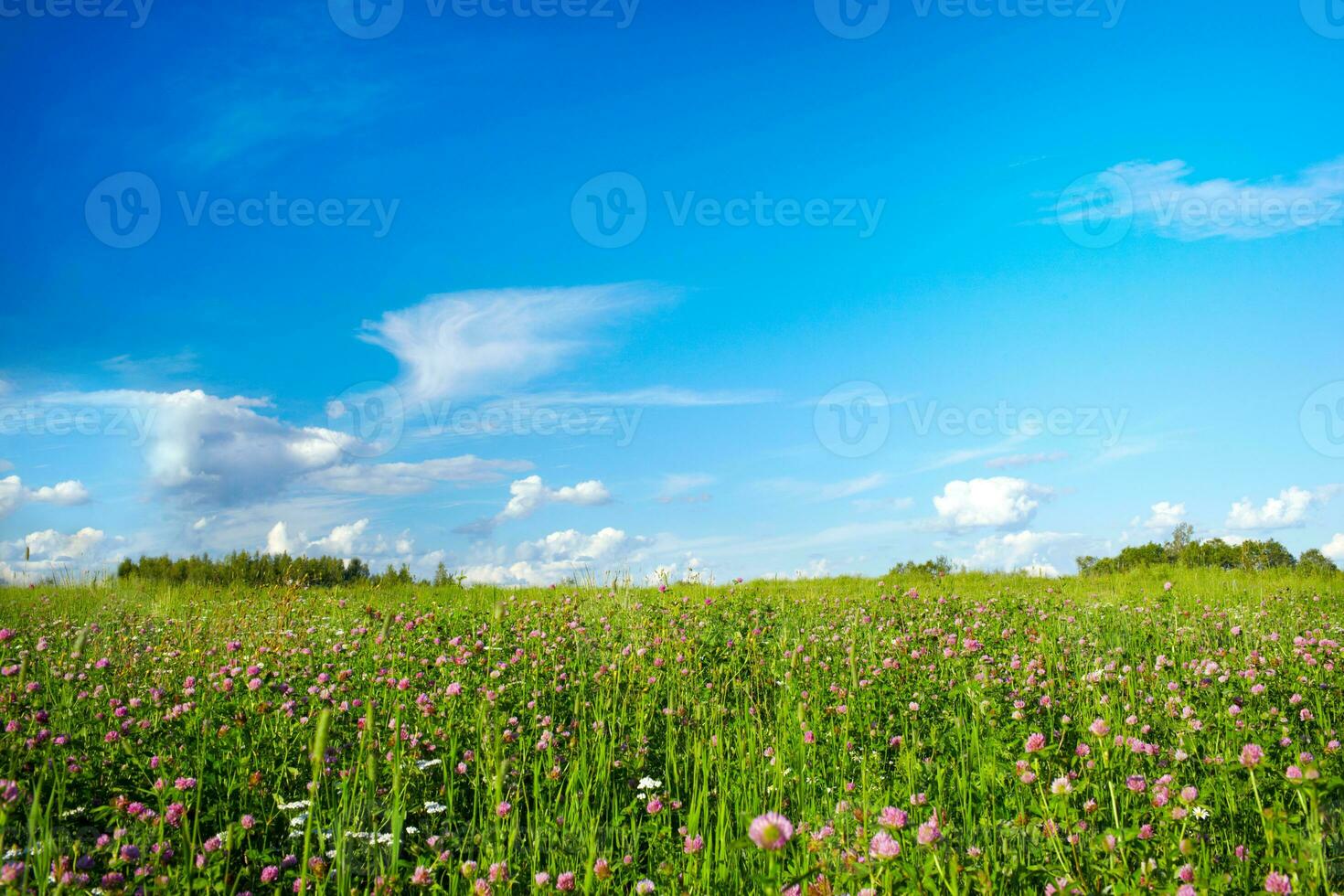 champ avec Prairie fleurs photo