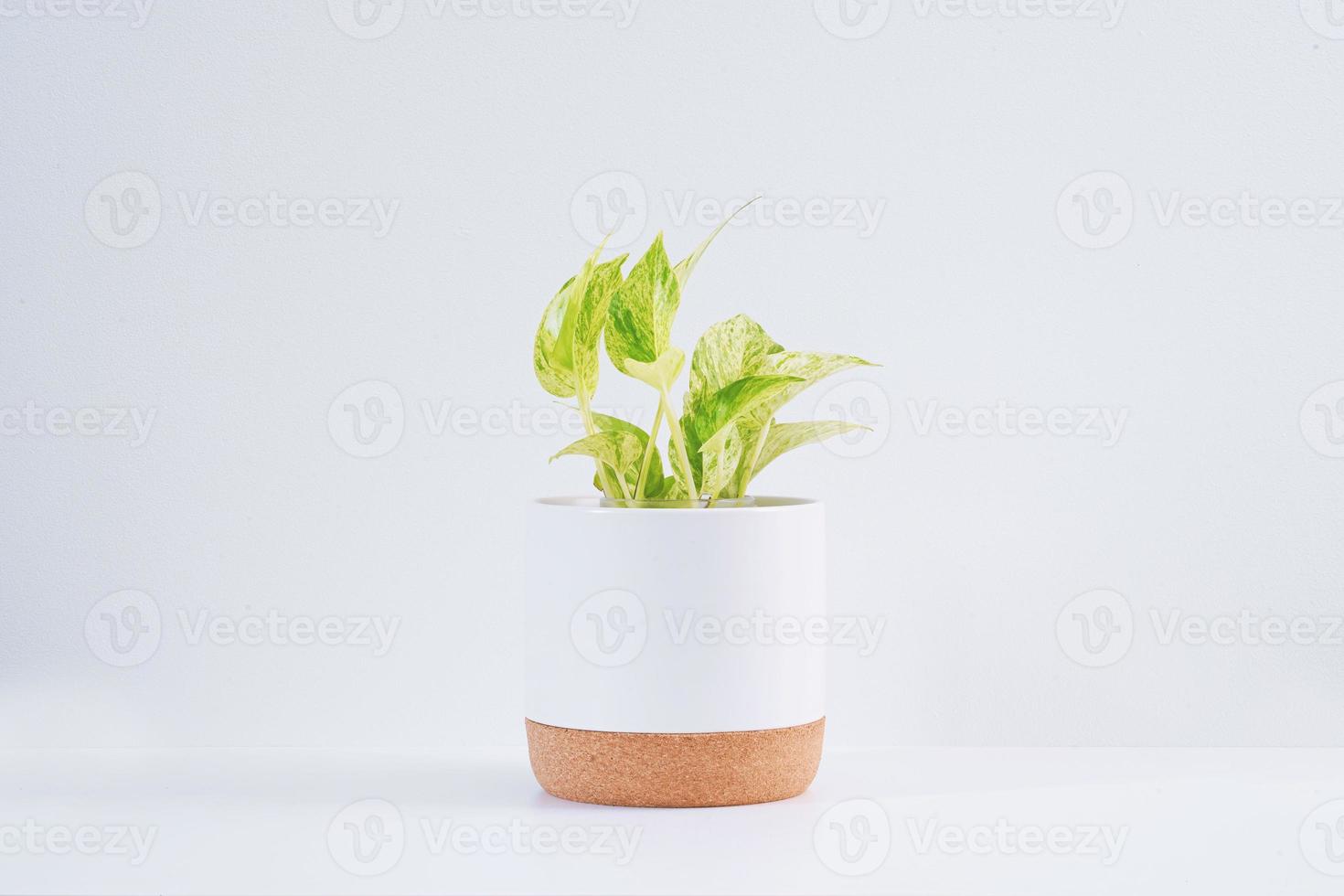 epipremnum aureum dans un pot blanc sur fond blanc. photo