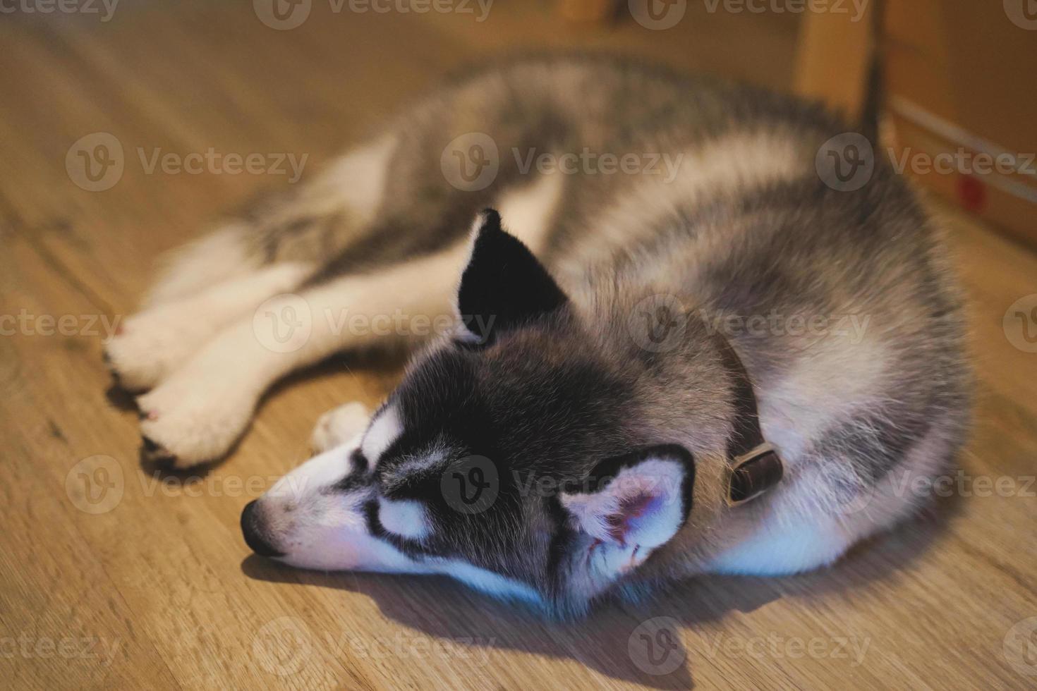 chiot husky sibérien dormant sur le sol. photo