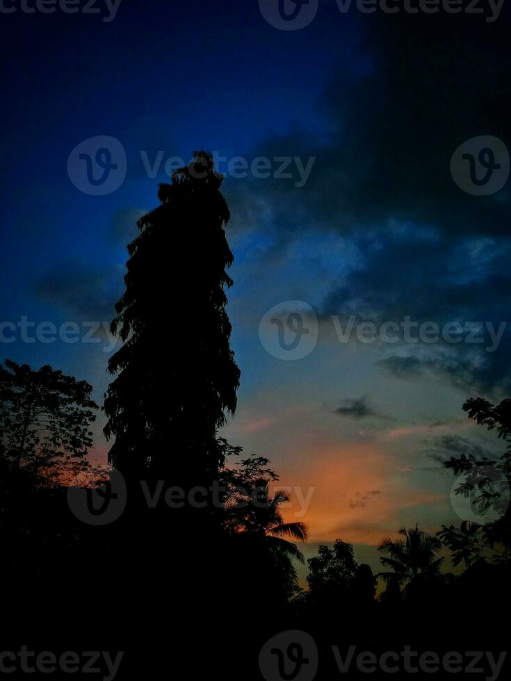 gros arbre silhouette avec Orange des nuages et foncé photo