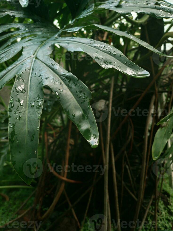 vert plante avec pluie photo