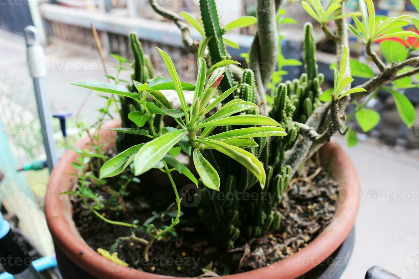 ornemental cactus les plantes photo