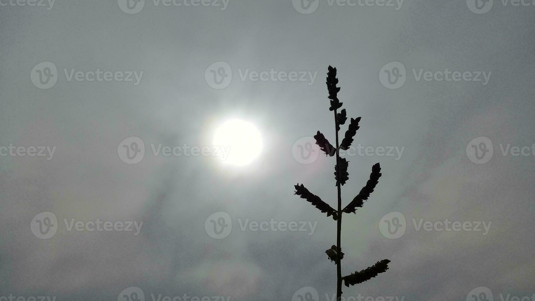 les plantes avec une brillant lune et foncé des nuages photo