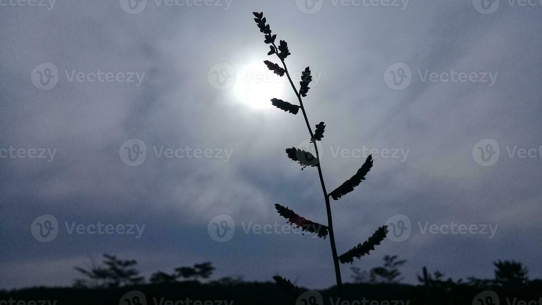 les plantes avec une brillant lune et foncé des nuages photo