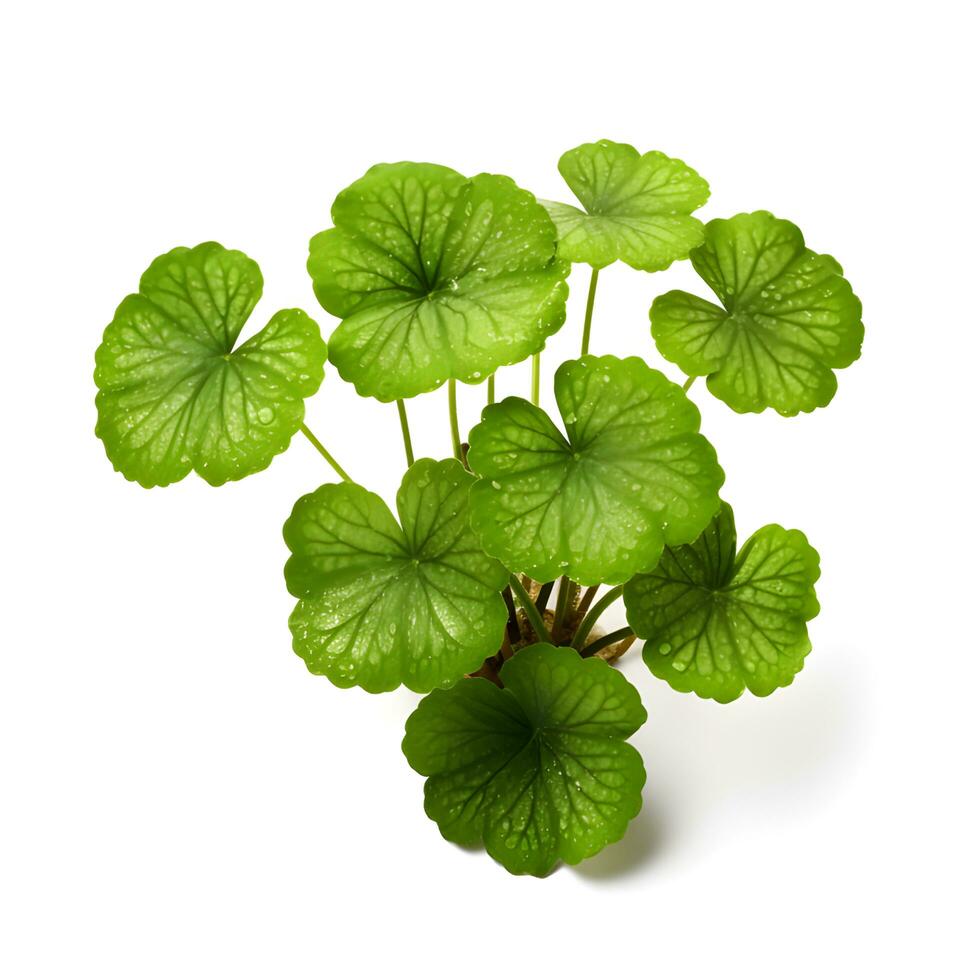 centella asiatica feuilles . ai généreux photo