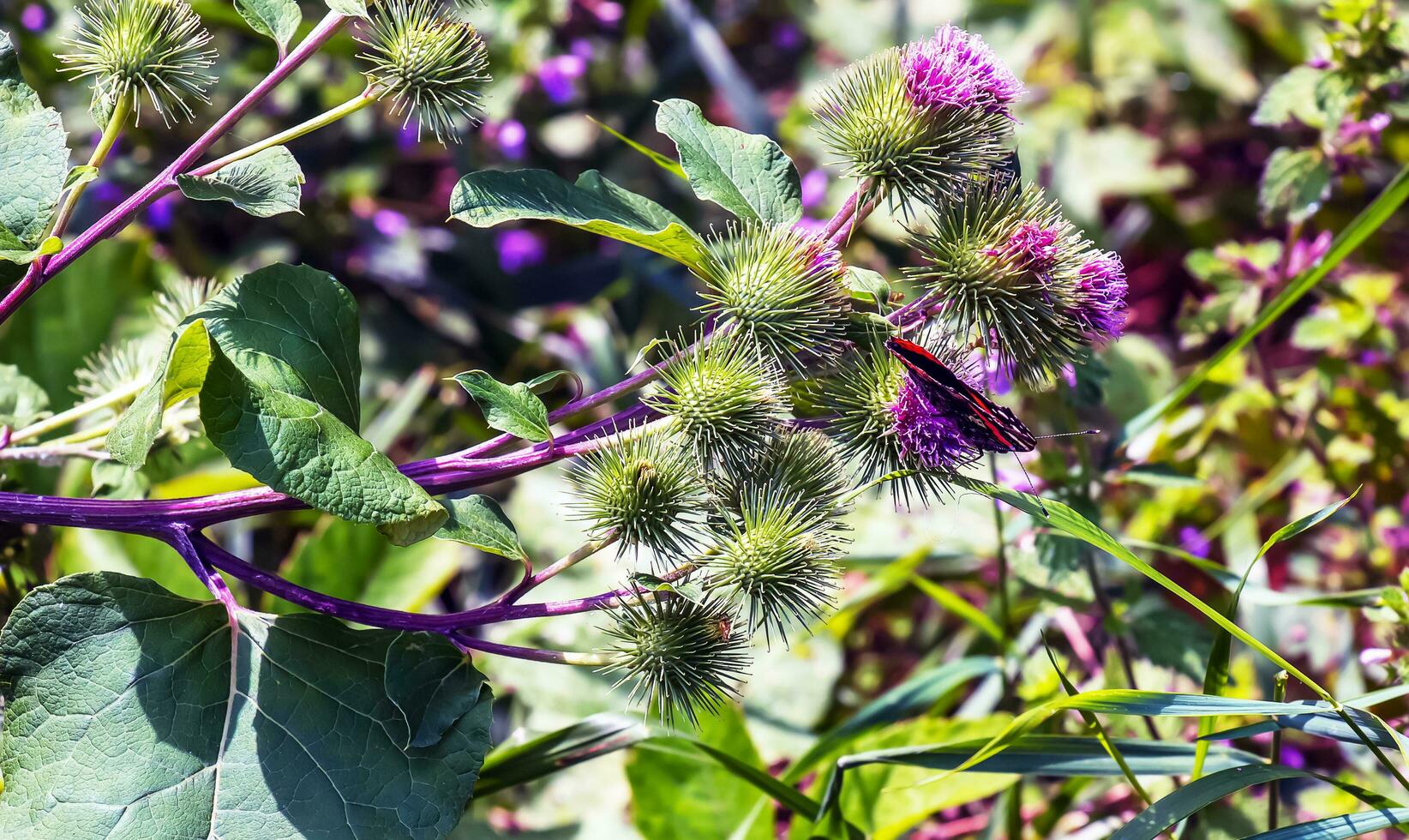 Vanessa atlanta ou rouge amiral papillon se rassemble nectar sur plus grand bardane ou arctium lappa l fleurs photo