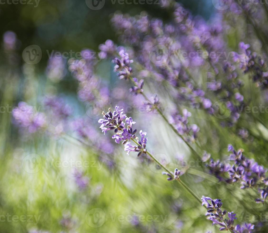 fleurs de lavande violette naturelle photo