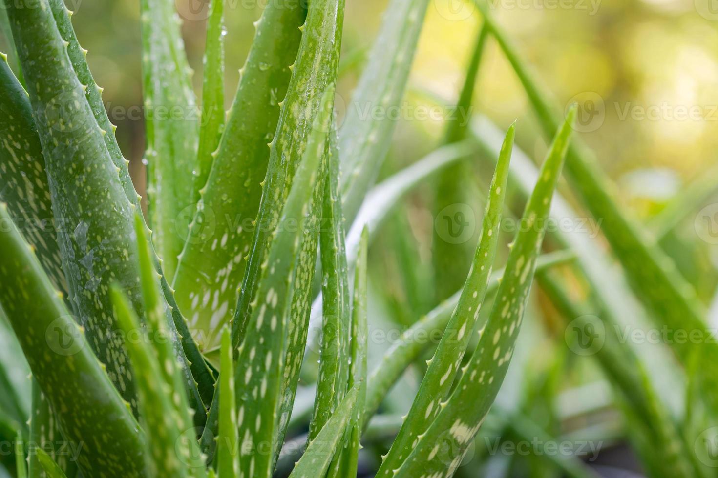 fermer l'usine d'aloe vera photo