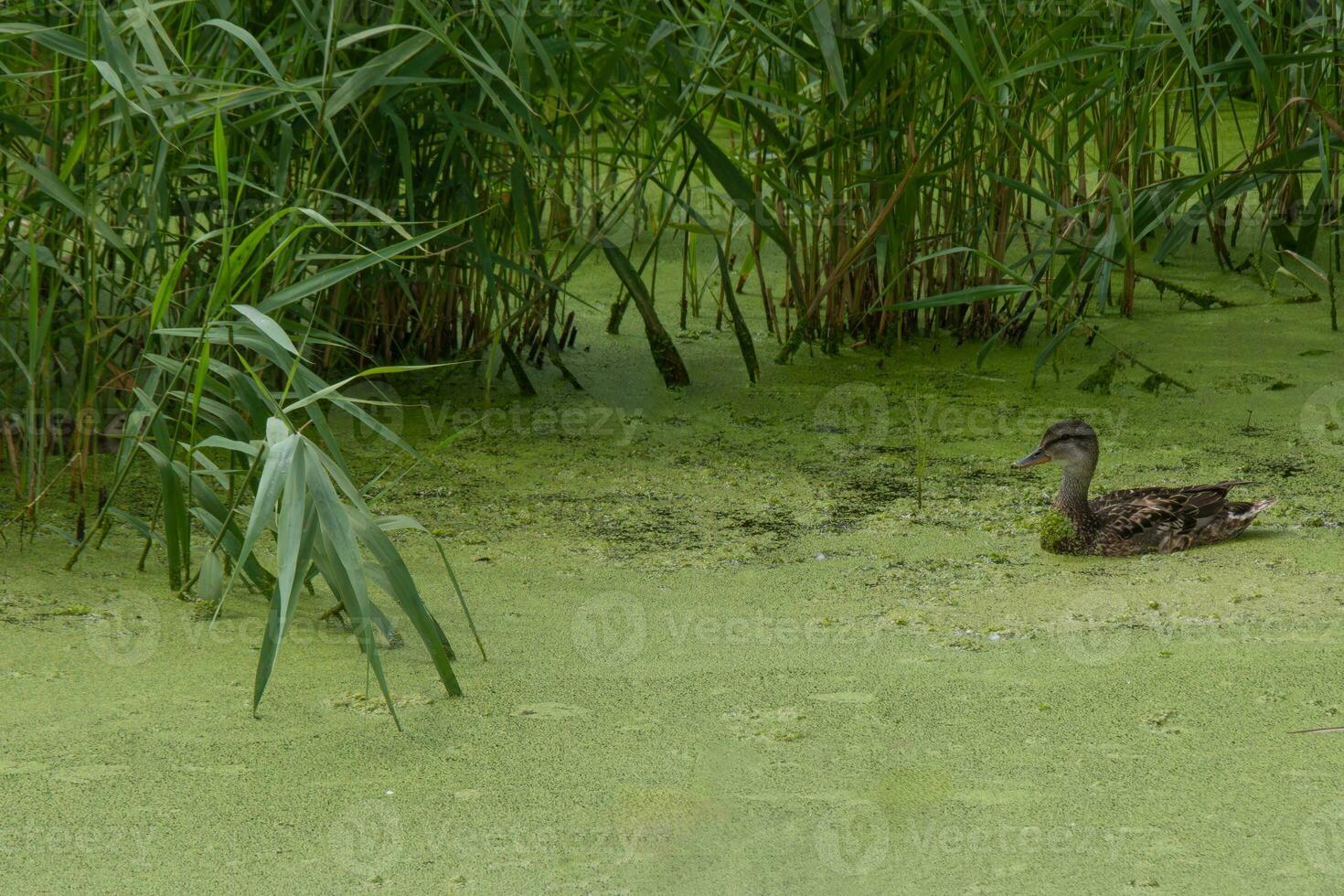 canard nager par épais algues couvert marais photo