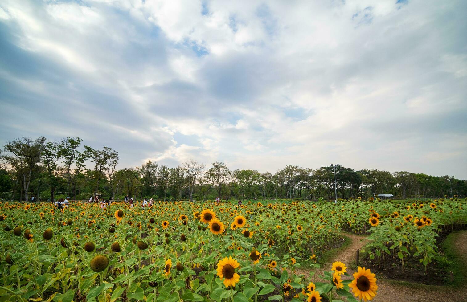 paysage point de vue pour été saison Jaune tournesols sont dans plein Floraison dans jardin ferme pourrir fai parc, Bangkok avec bleu ciel, blanc des nuages. Regardez confortable et ressentir détendu lorsque vous voir il. photo