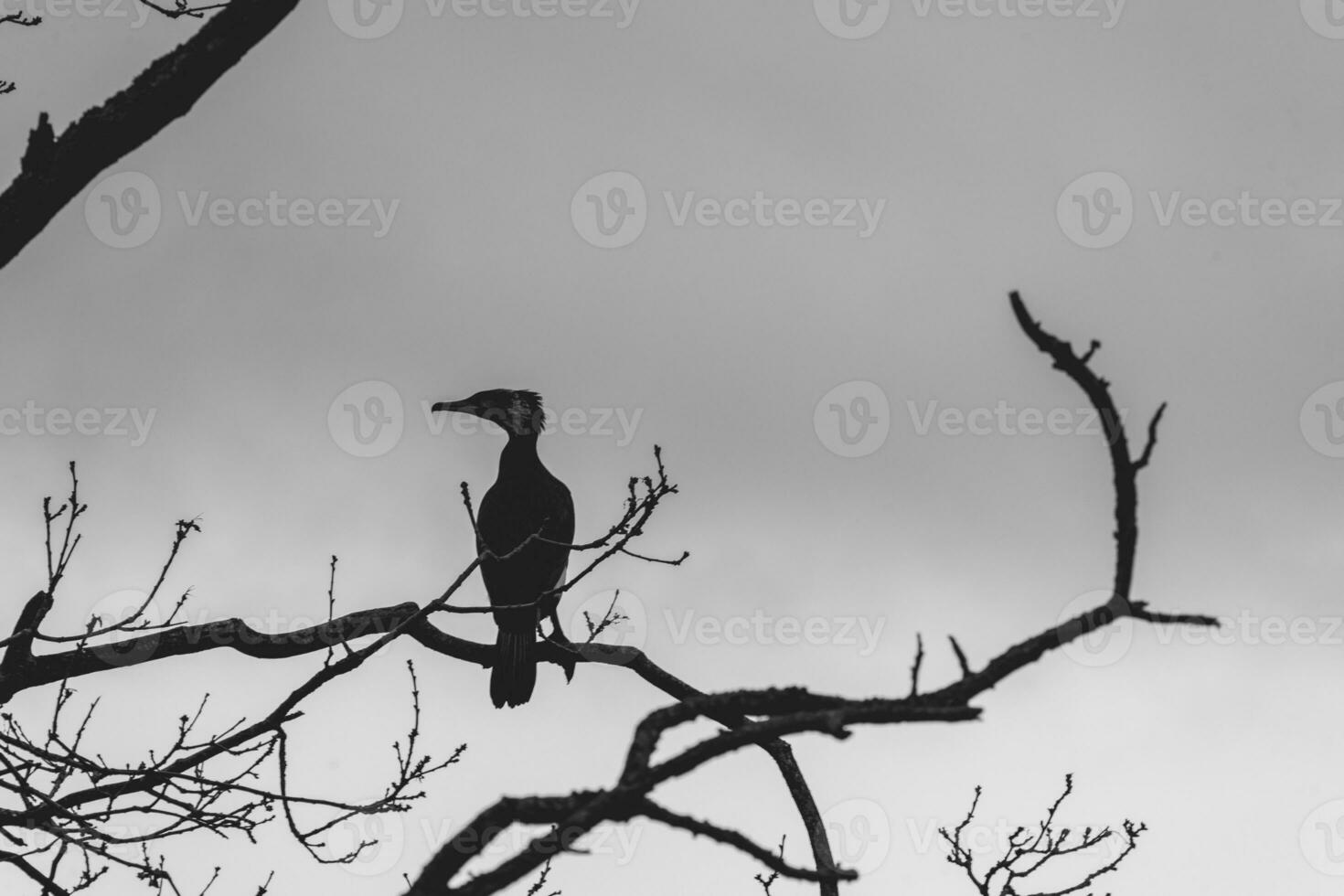 cormoran séance sur une branche dans Wassenaar, le Pays-Bas. photo